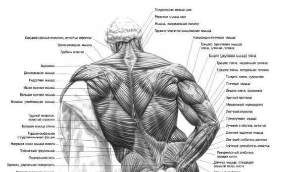 Схема мышц спины человека с названиями