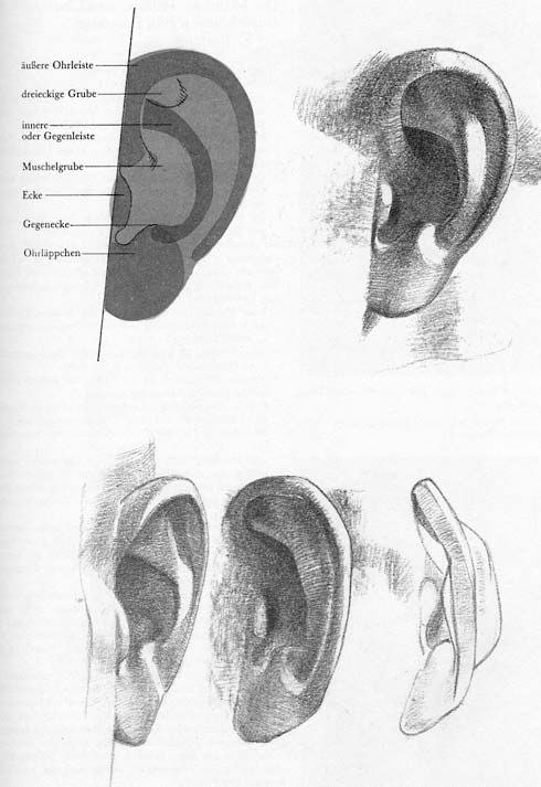 Ухо анатомический рисунок