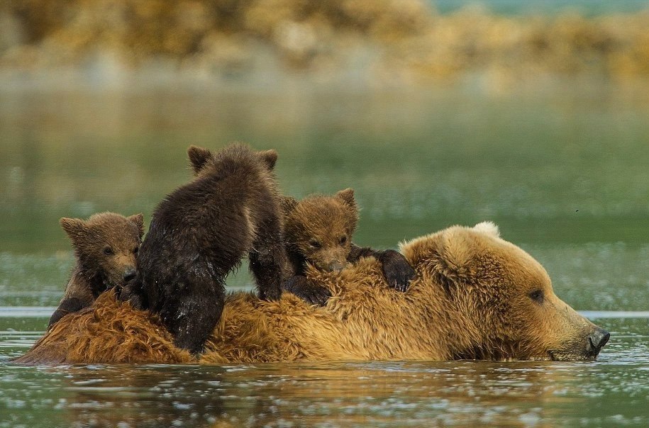 Медведь и Медвежонок фото