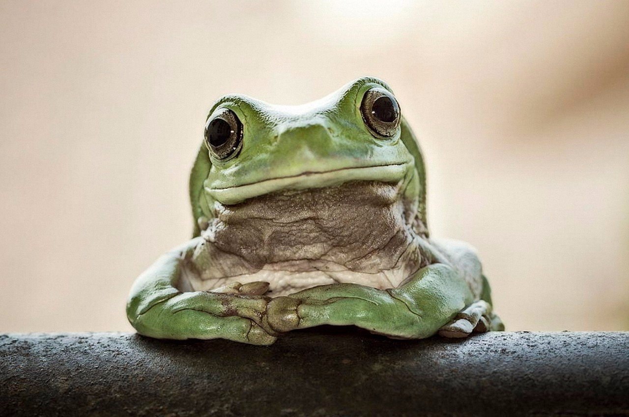 Спасибо за внимание жаба