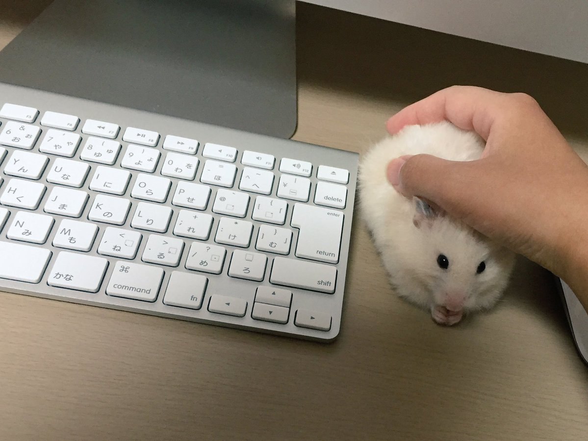Живая мышка вместо компьютерной
