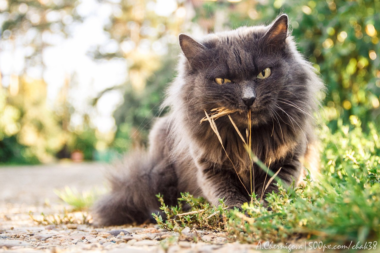 Коты хулиганы картинки