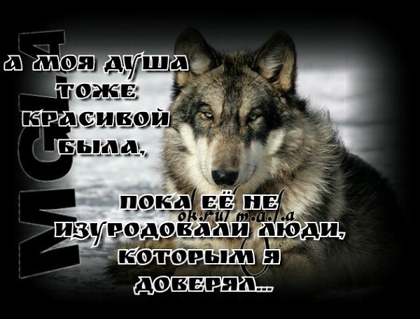 Картинки волков с надписями со смыслом про жизнь со смыслом