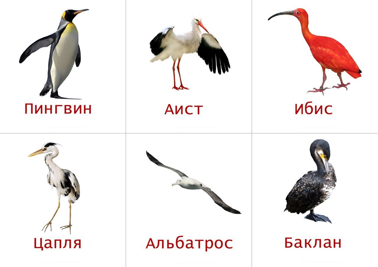 Птицы карточки для детей с названиями