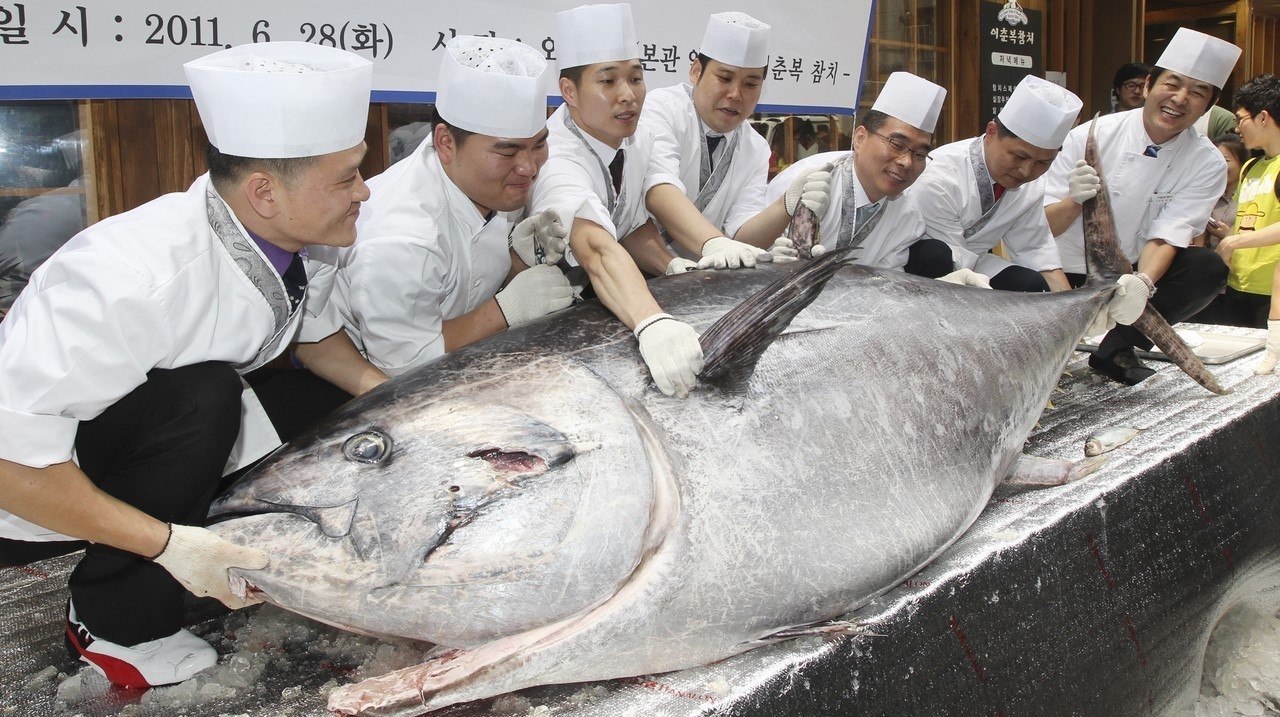 Голубой тунец весом 278 кг