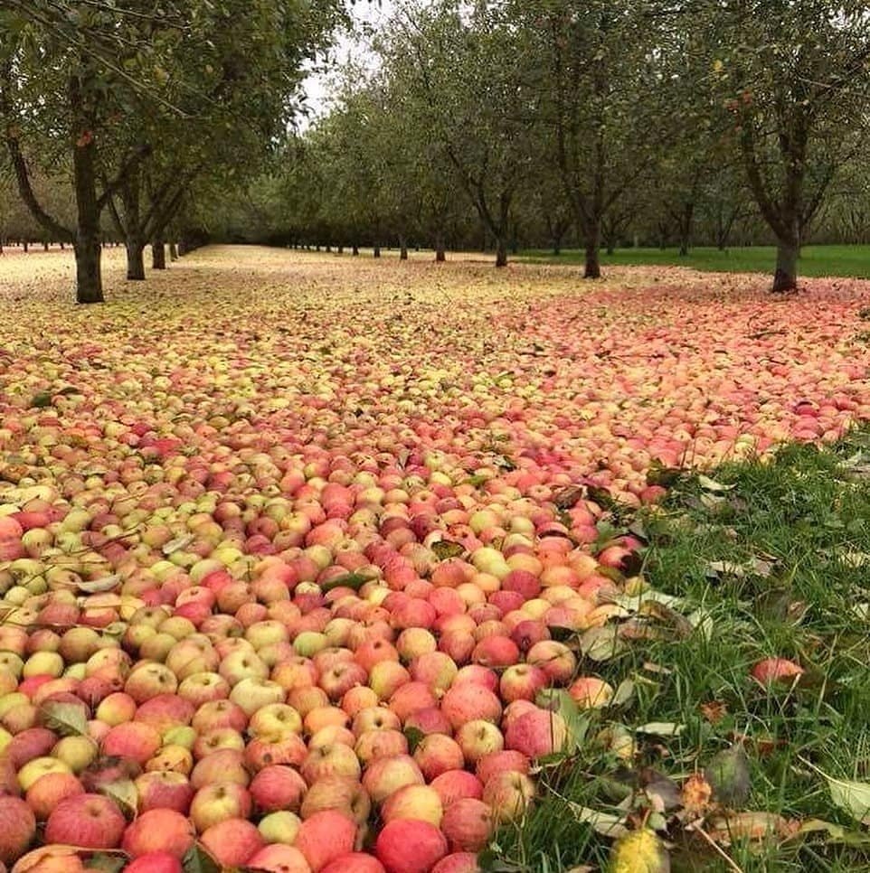 картинки яблочный сад