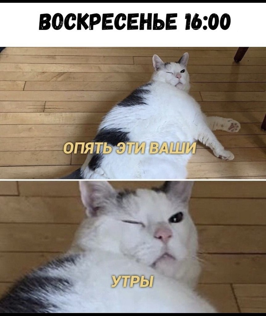 Мем доброе утро с котом