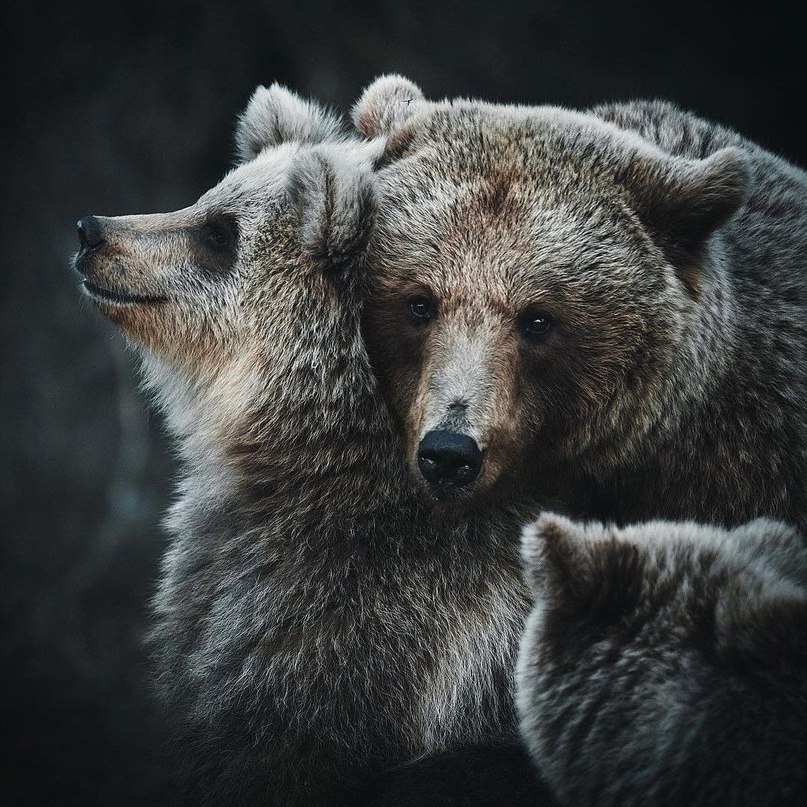 Семья Медведей Фото