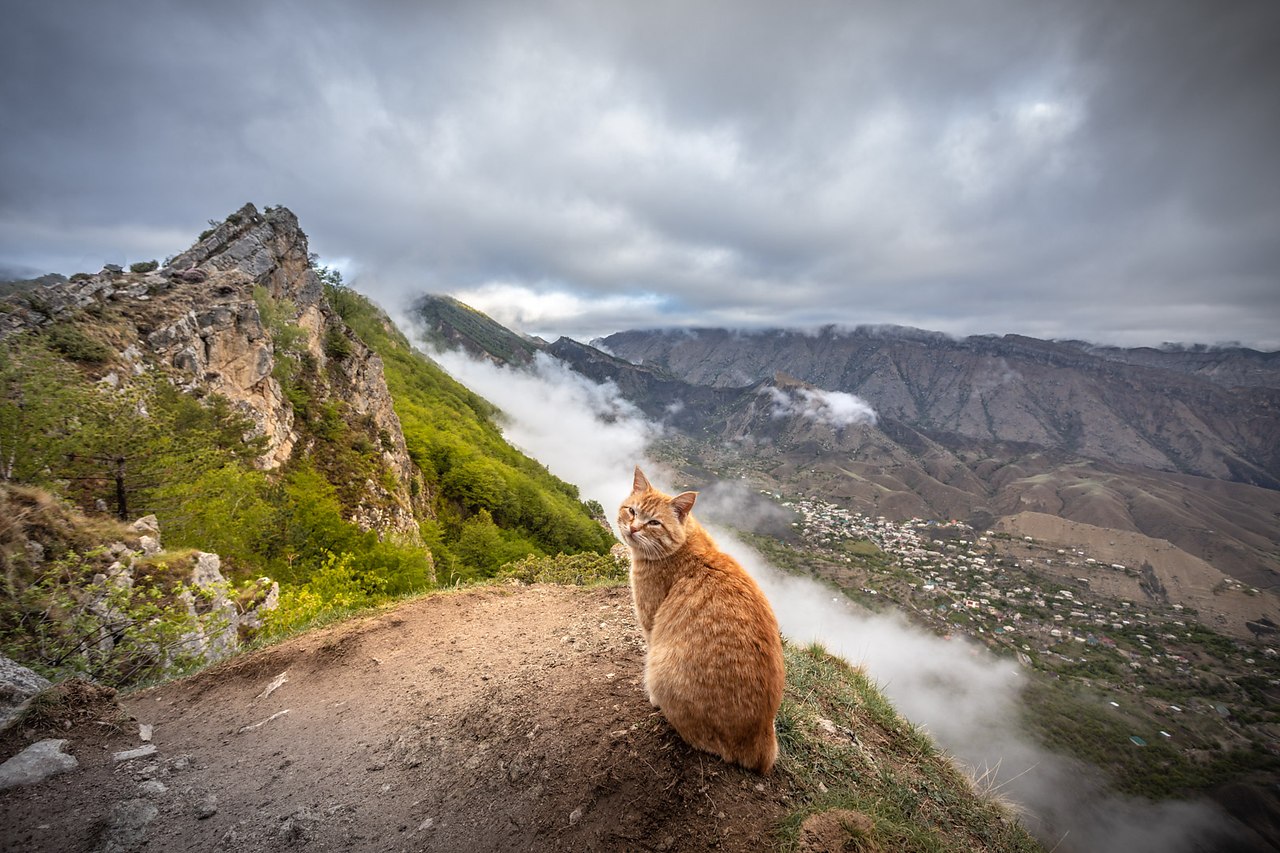 кот в горах
