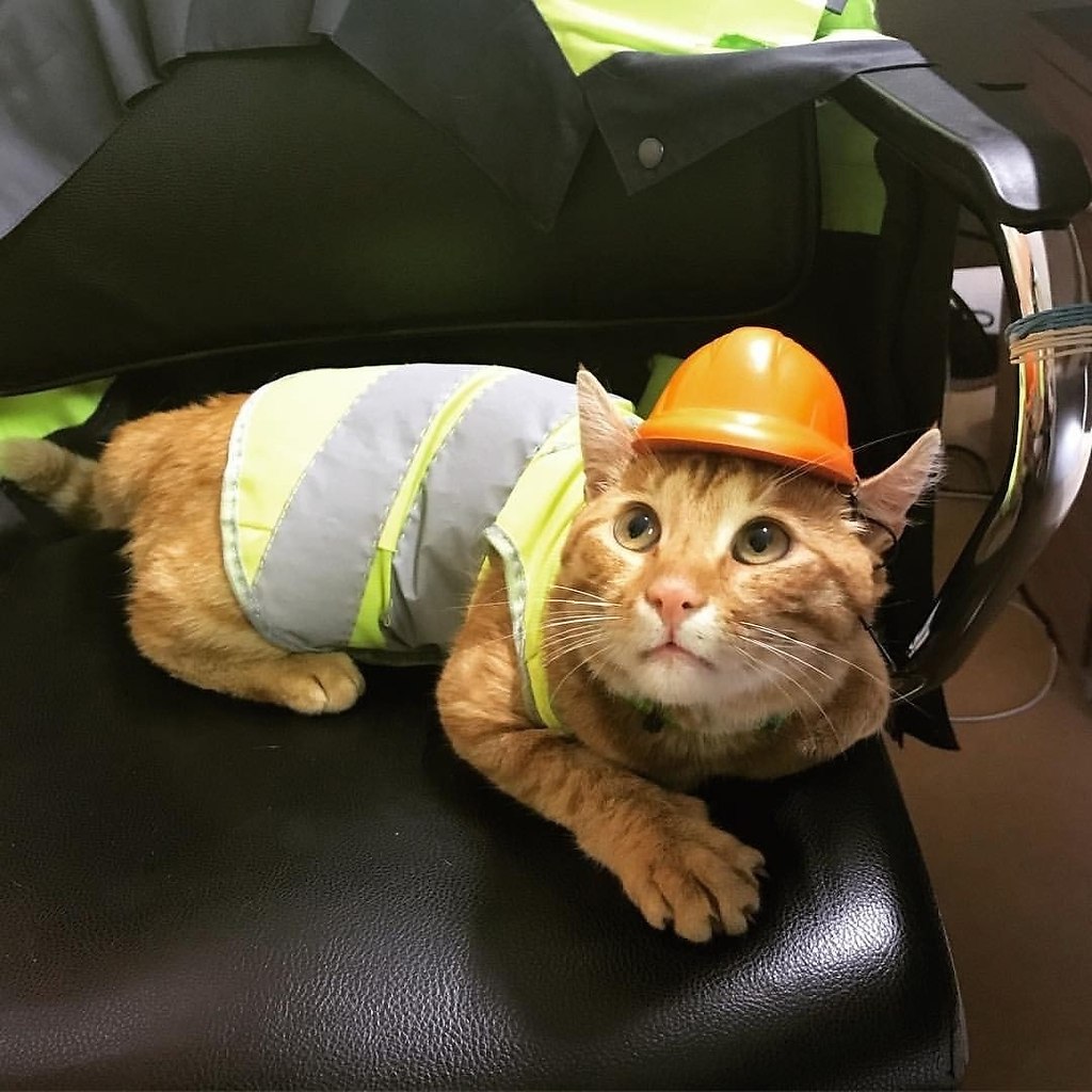 Инженер Фокс кот