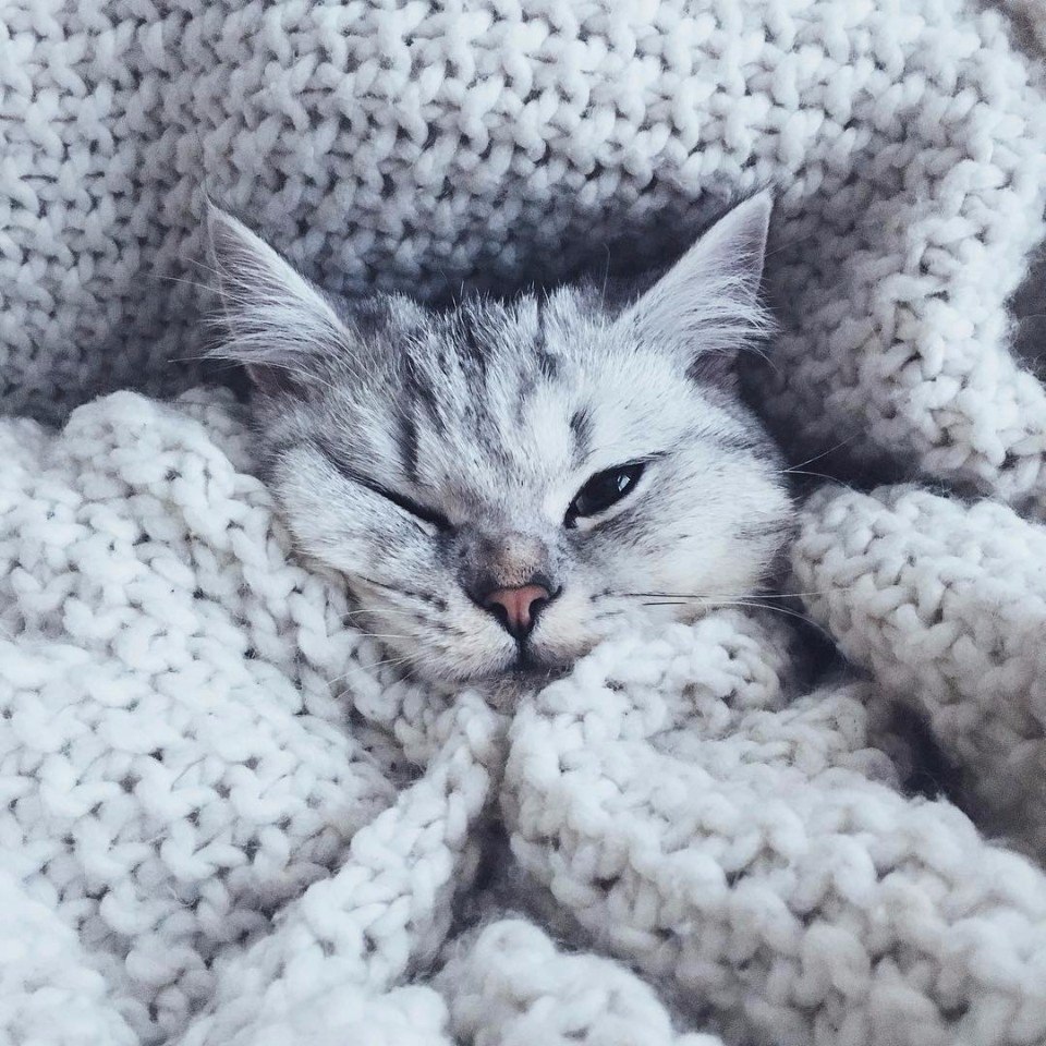 Эстетичные котики