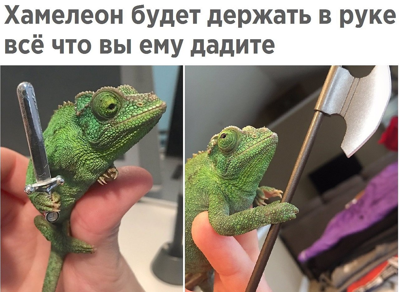 Прикол ящерица