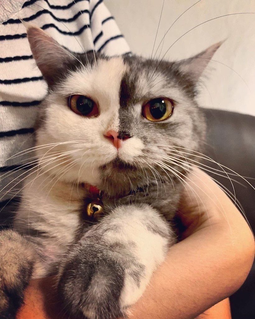 Кошки химеры