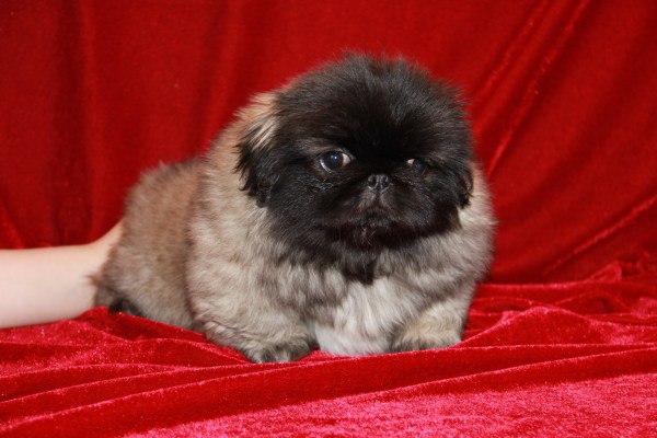 Авито Владикавказ Собаки Продажа