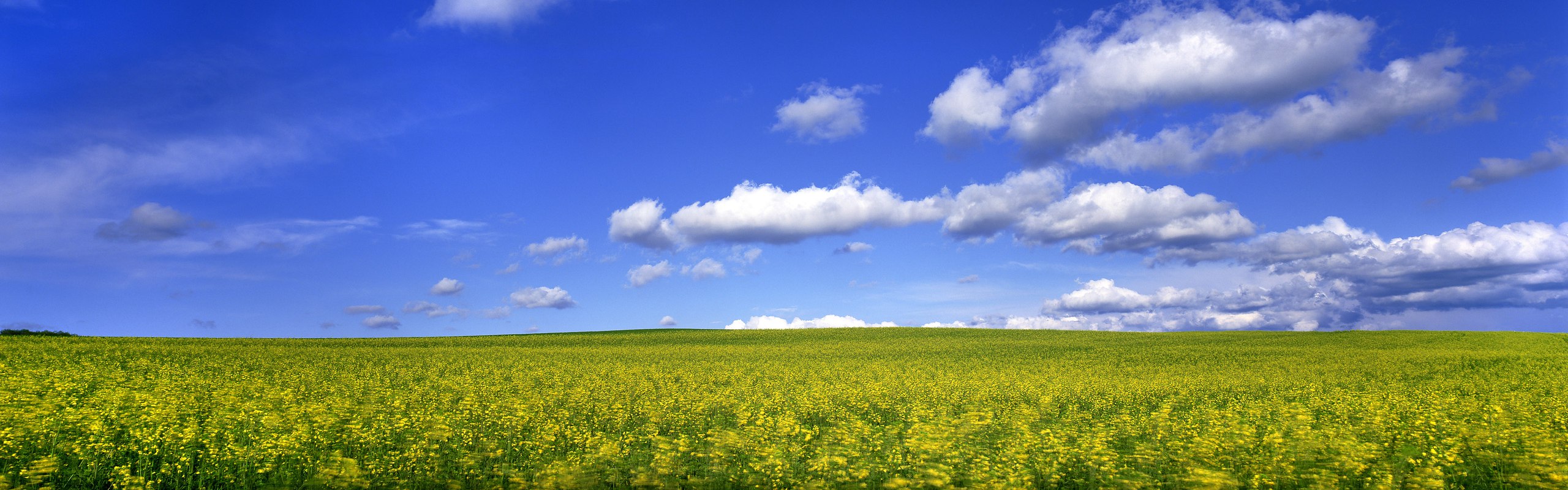 Поле панорама