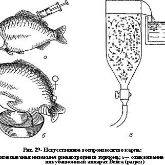 Схема инкубационного цеха рыб