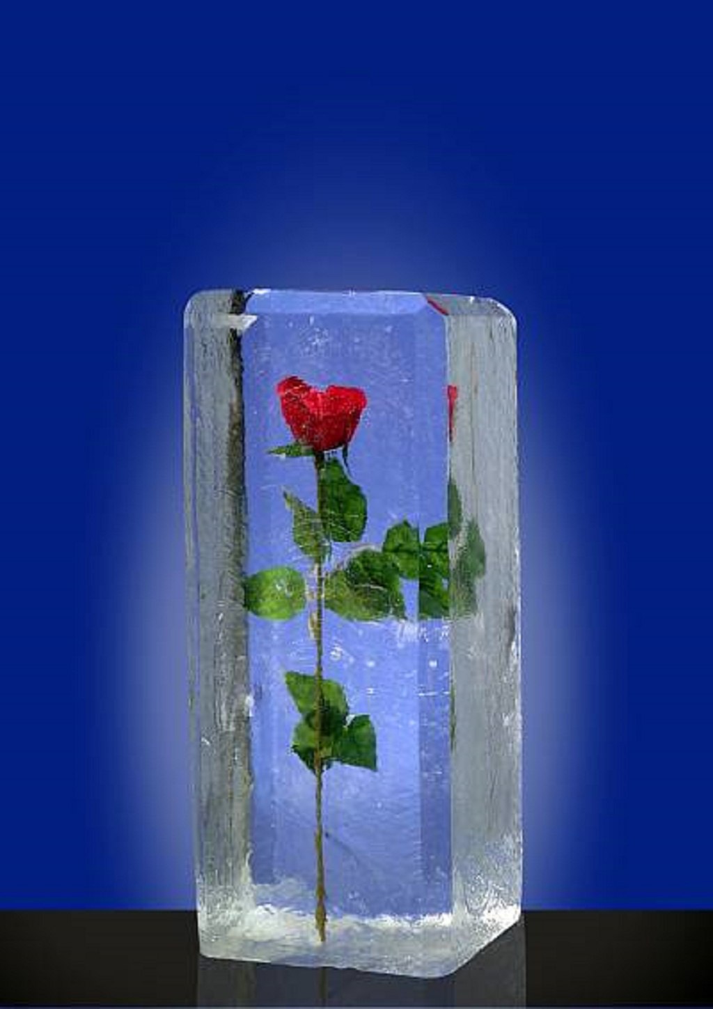 Роза во льду