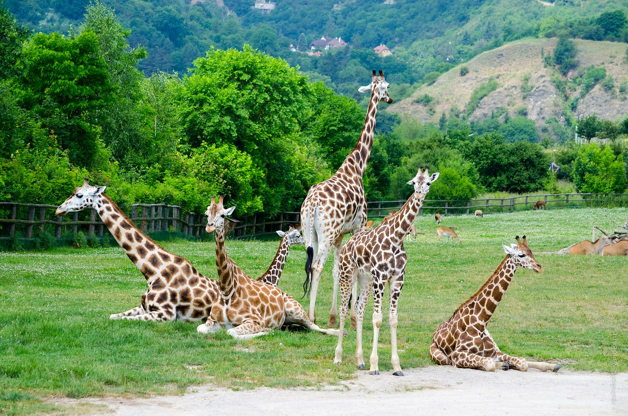 Семейство Жирафов
