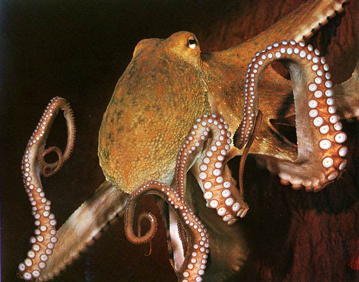 Группе относится осьминог. Головоногие моллюски осьминог. Класс головоногие осьминог. Осьминог моллюск.