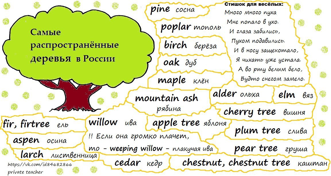Природа на английском языке перевод. Термины деревьев на английском языке. Названия деревьев на английском языке с переводом. Деревья на англ. Дерево с английскими словами.