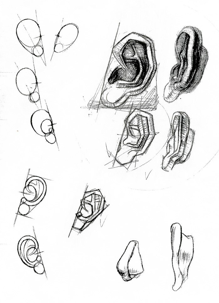 Уши академический рисунок