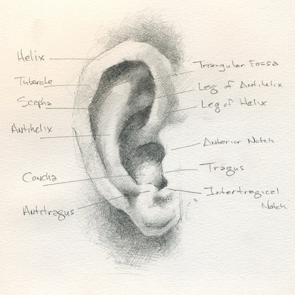 Рисунок уха с подписями