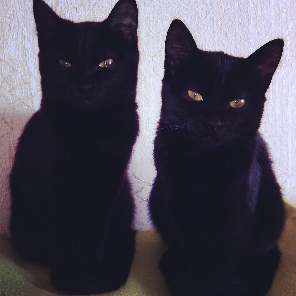 Котята Близнецы черные