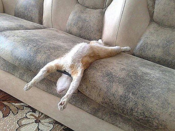 Отдых я и диван смешные картинки
