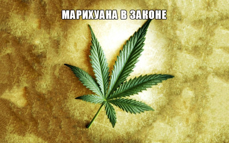 Марихуана в законе дискавери семена марихуаны заказать спб