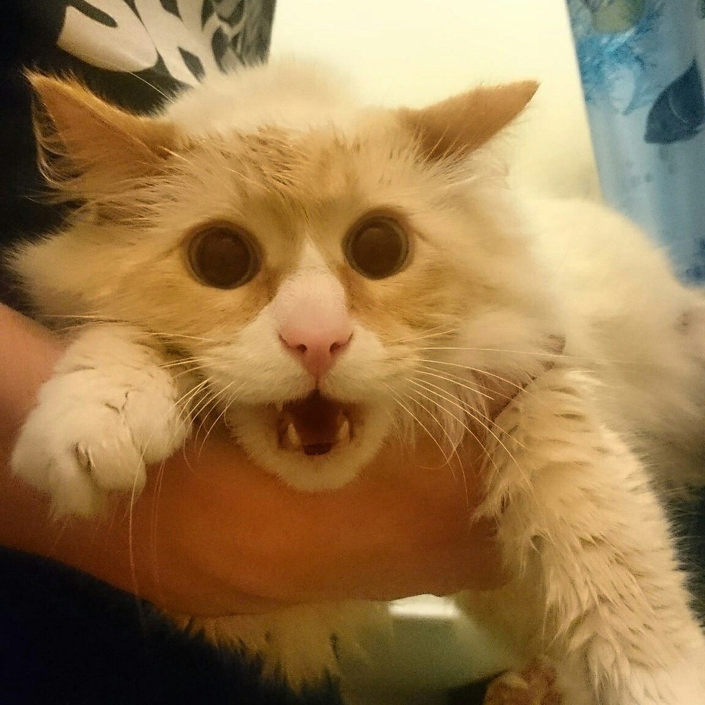 Коты угар