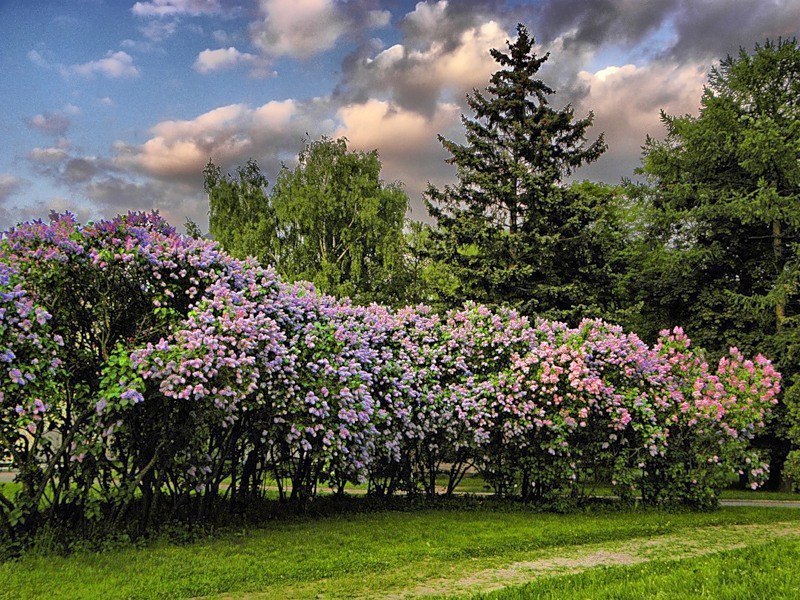 Сирень в москве