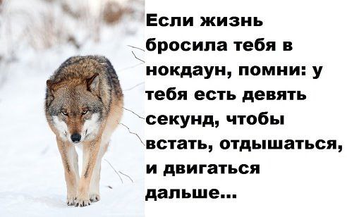 Одинокий Волк Мурманск В Знакомствах