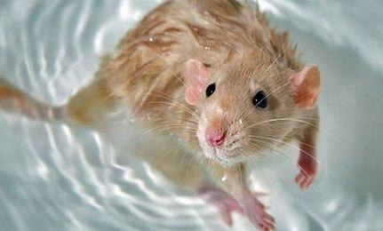 Если крысу поместить в аквариум, наполненный водой, то она, в силу физиологических особенностей . 