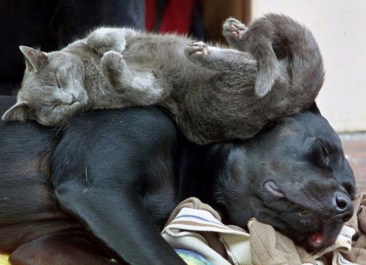 Спящие собаки и коты