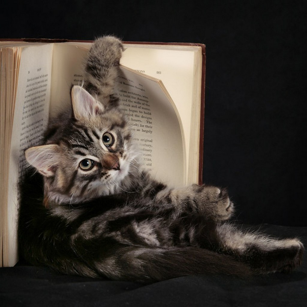 Кот с книгой