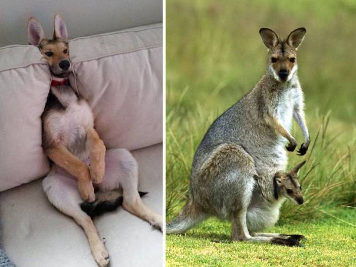 Собака похожая на кенгуру