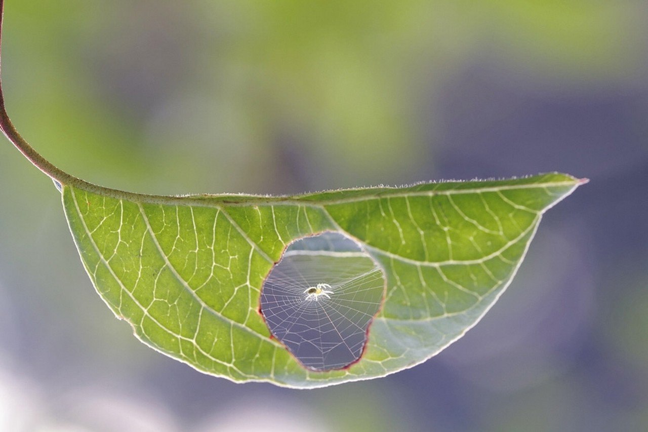 паутина на листве растений. паутинный паук. паутина осенью. необычные листья растений. красивая паутина.
