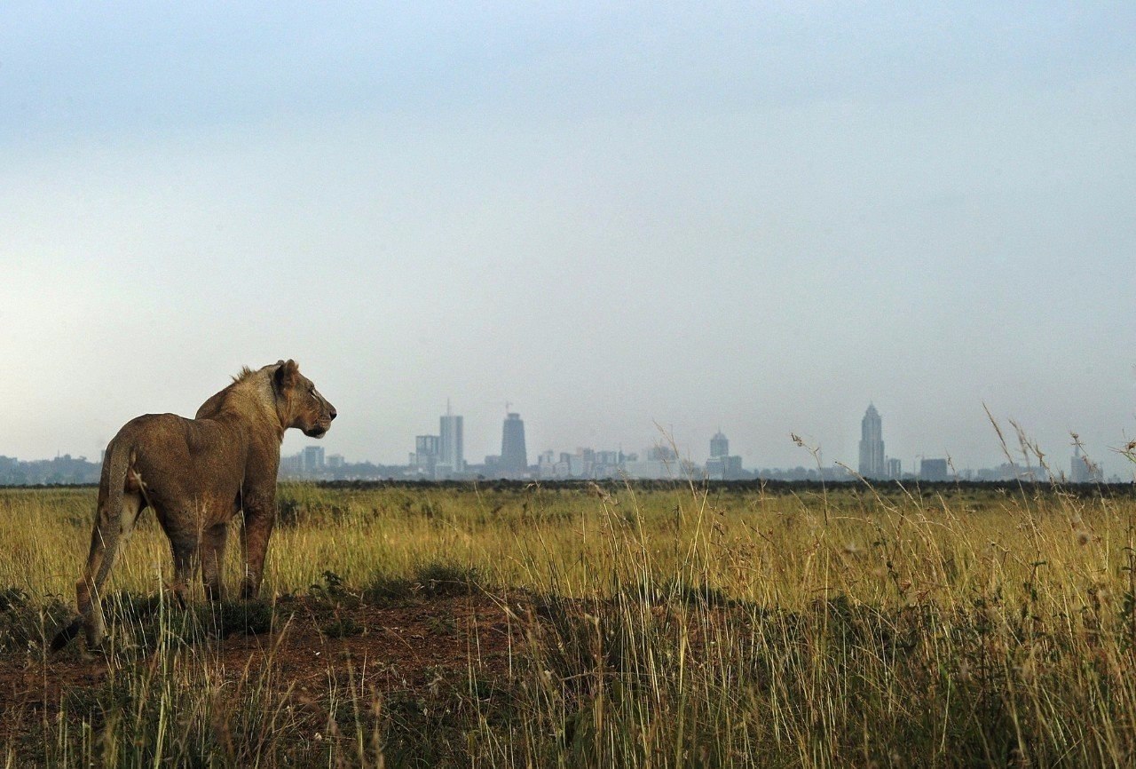 Найроби львы