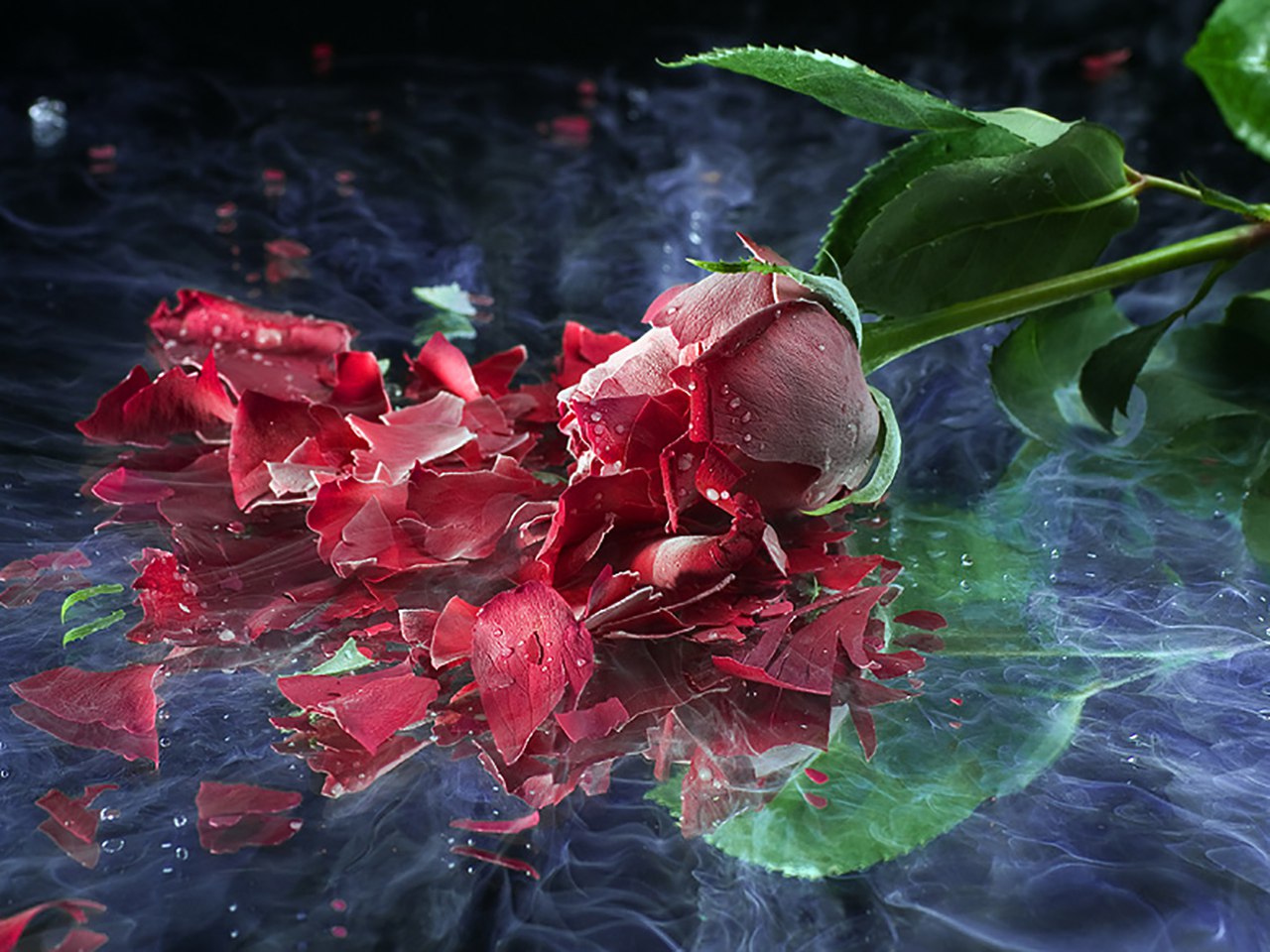 Красивые Розы В Воде