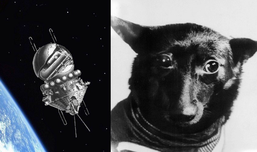 Какое животное никогда не летало в космос. Чернушка собака космонавт. Собаки космонавты Чернушка и Звездочка. Животные в космосе. Первые полеты в космос животных.