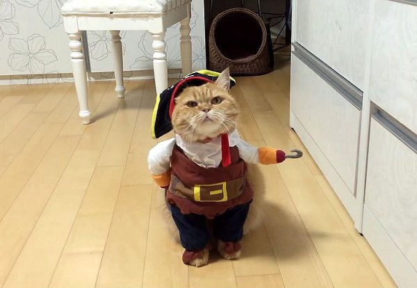 Новогодний Костюм Для Кота