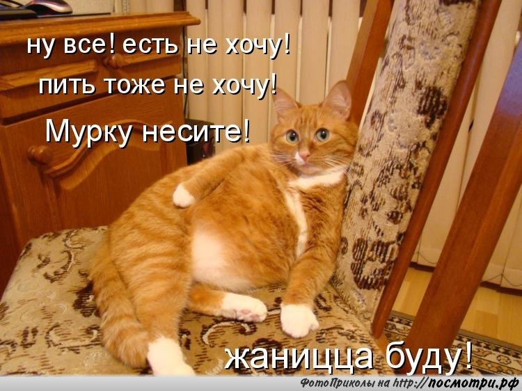 Без кота и жизнь не та картинки с надписью приколы