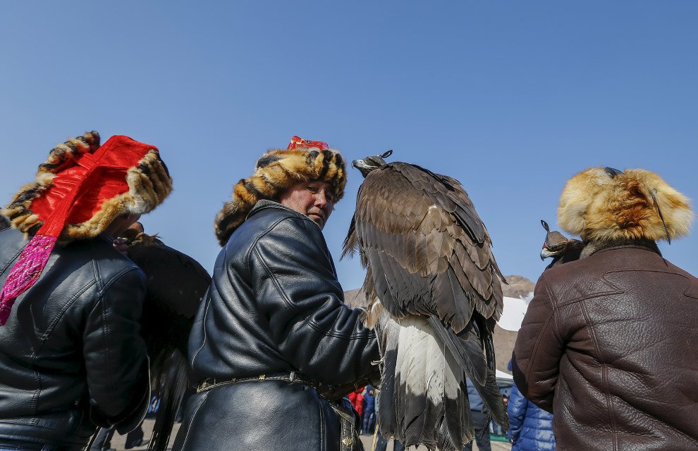 Беркут в казахстане