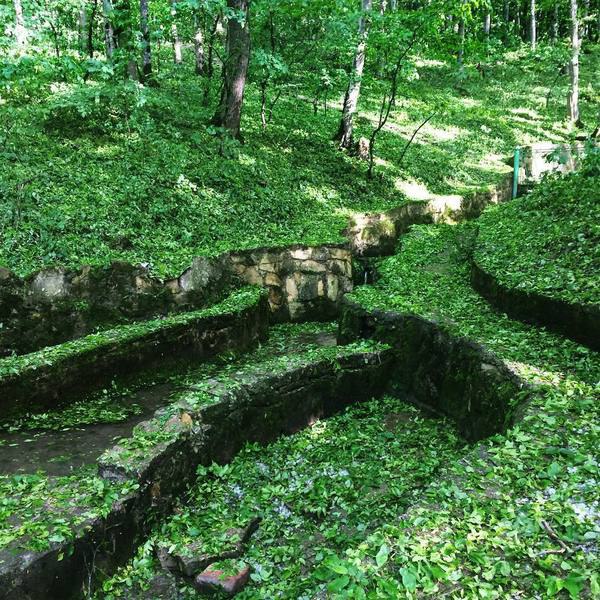 Таманский лес в ставрополе фото