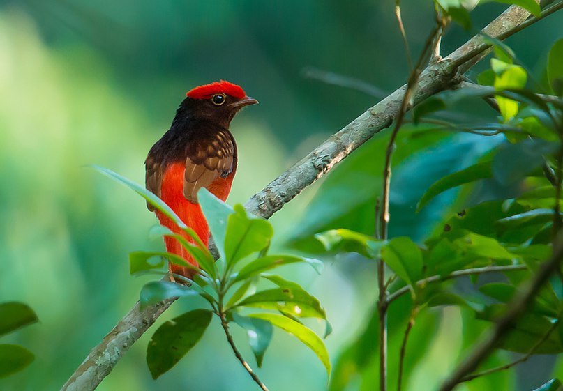 Guianan Red Cotinga (Phoenicircus Carnifex)