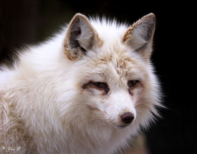 White fox фото