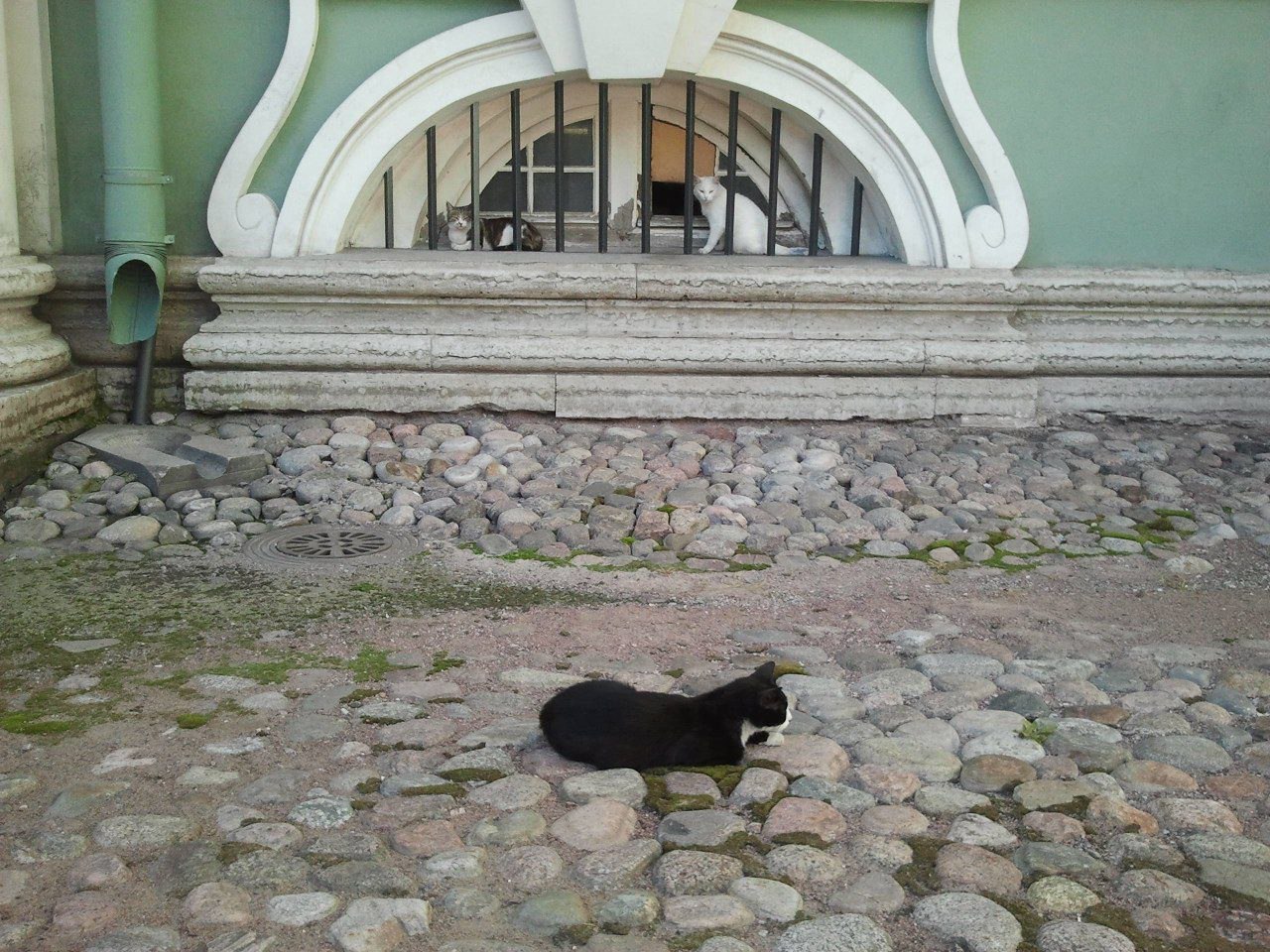 Эрмитаж Санкт-Петербург коты