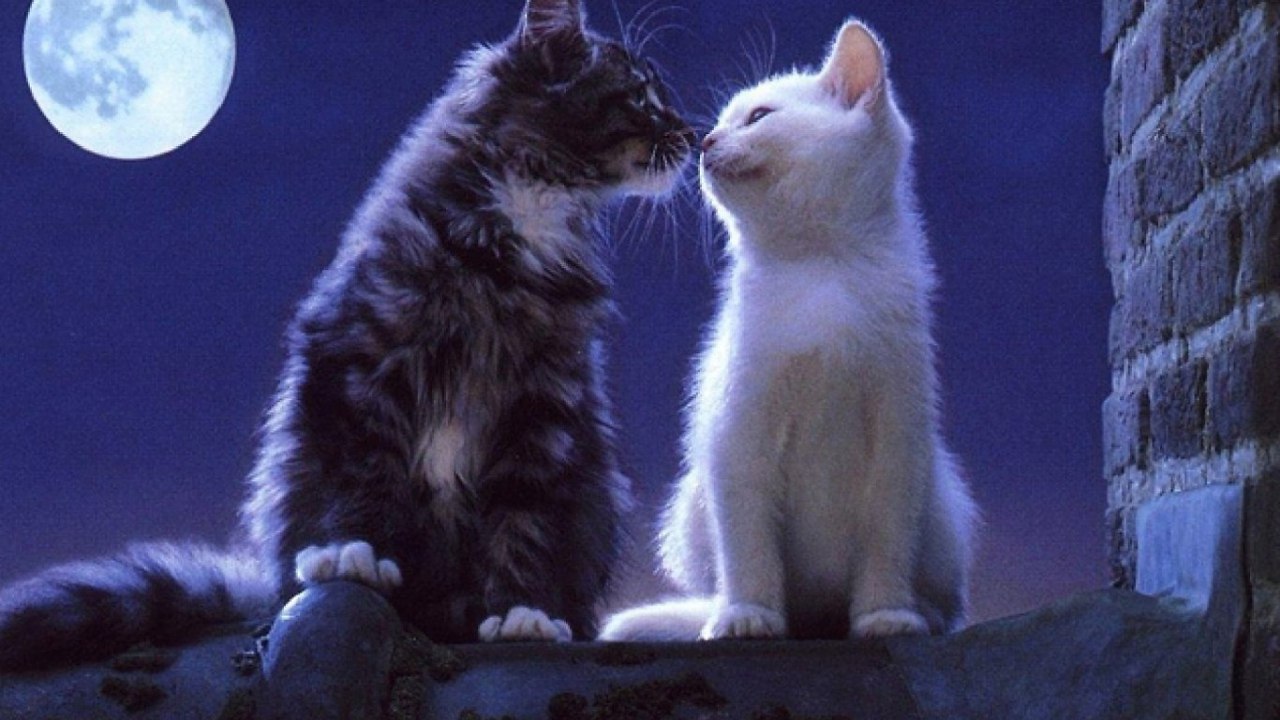 картинки с котиками про любовь