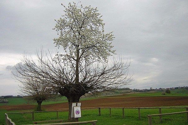 Тутовник в таджикистане фото