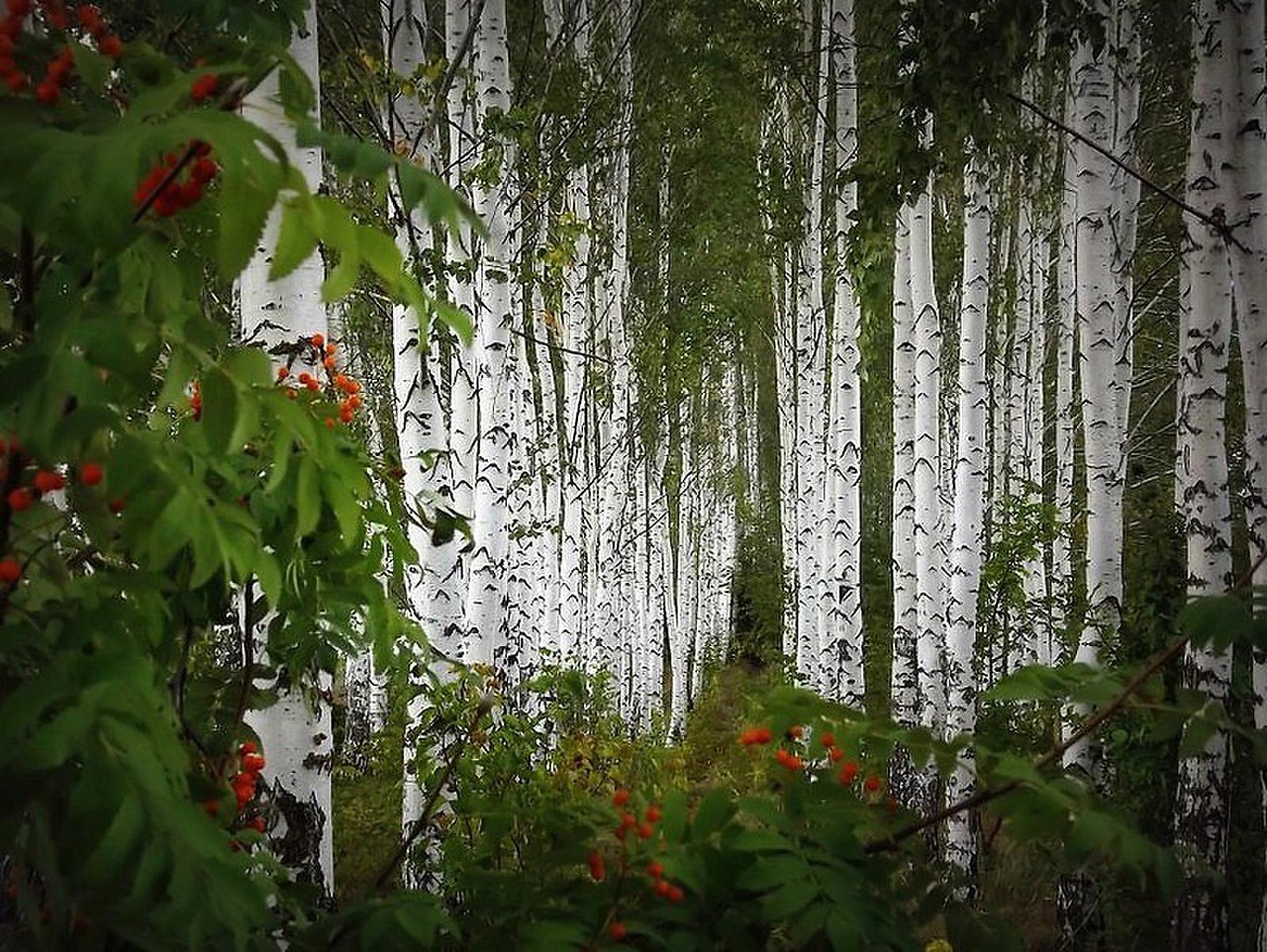 Цветущие березы в лесу